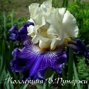 дельфин и русалка